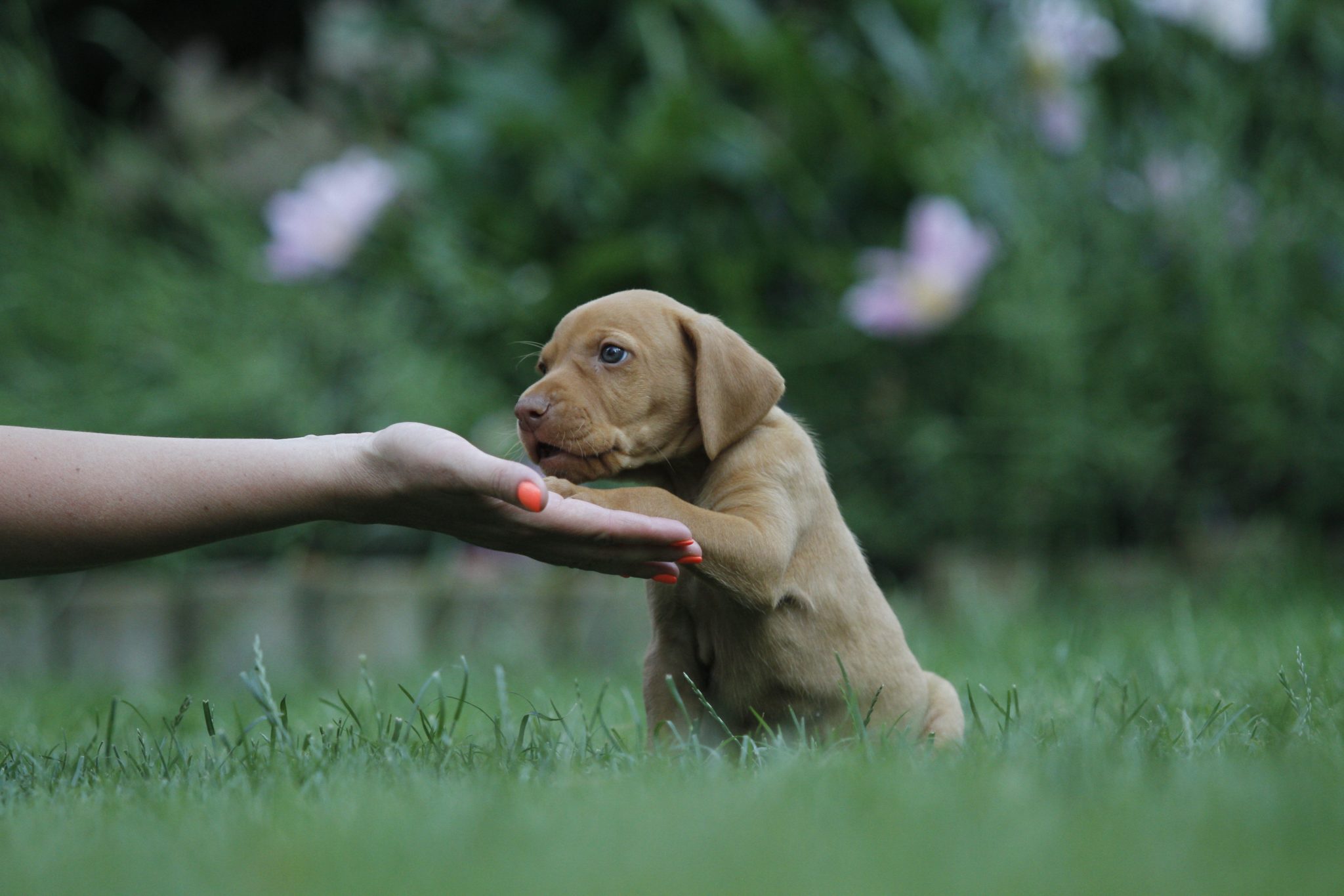 Best Puppy Training Los Angeles Ca Puppy Training Classes