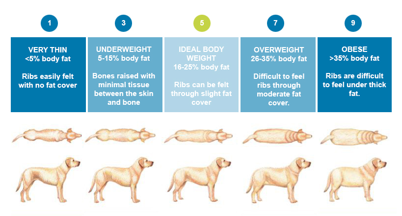 Healthy Dog Chart