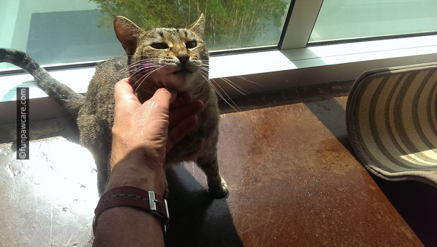 Cat being stroked under the chin in the sunlight 