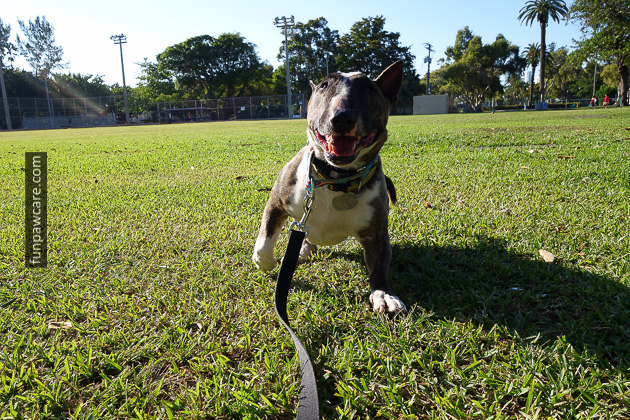Certified Professional Dog Trainer Miami Florida