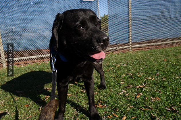 Certified Professional Dog Trainer Miami Florida