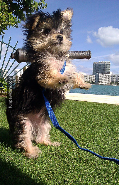 dog training Miami