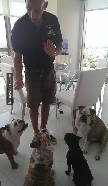 Image Of A Dog Being Trained By A Dog Trainer, Miami - Fun Paw Care