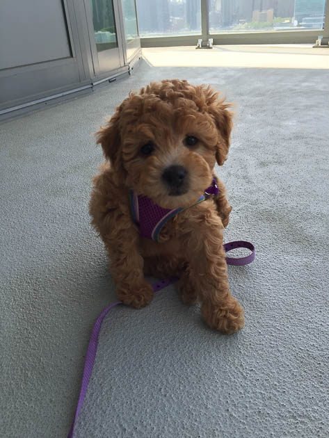 Golden Doodle Puppy Dog Training in Miami