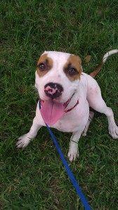 Image Of A Happy Pet At Dog Training, Miami - Fun Paw Care