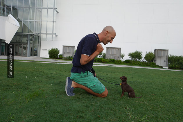 Chihuahua Dog Training Miami