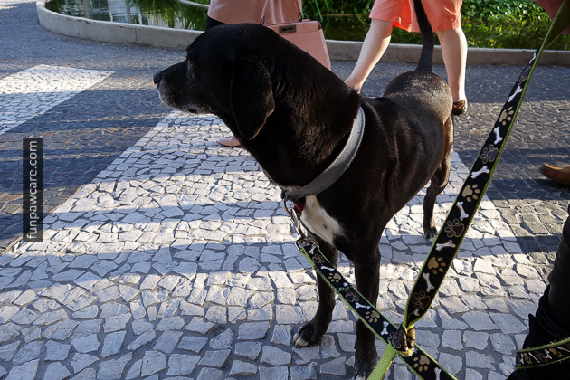 dog training Miami Beach Lincoln Road