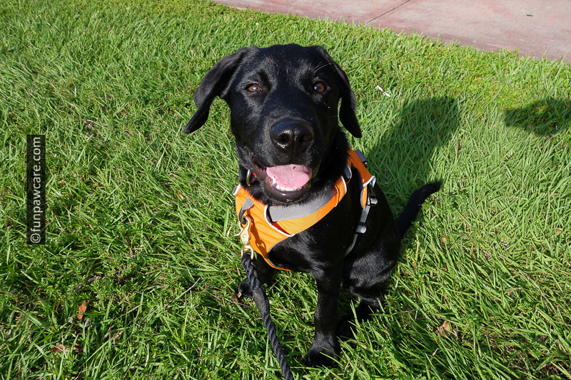 Black Lab Puppy Dog Boarding and Training