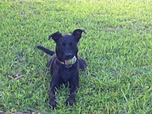 dog training miami in dog park