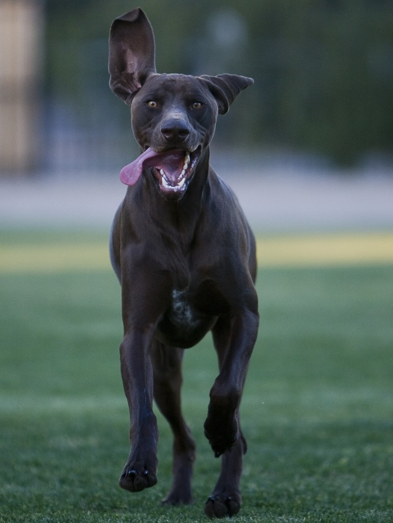 Weimaraner dog running - Fun Paw Care