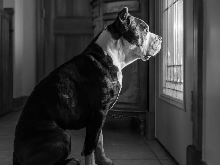 Pit Bull Dog Training Los Angeles
