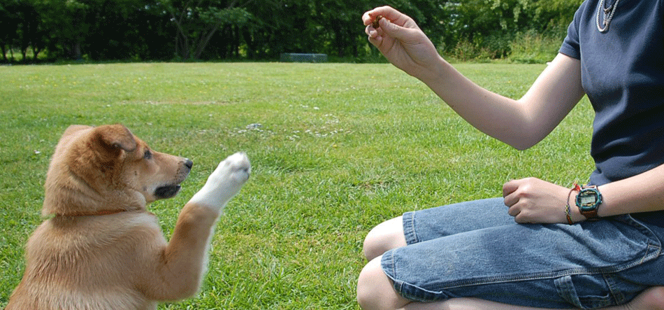 miami dog training