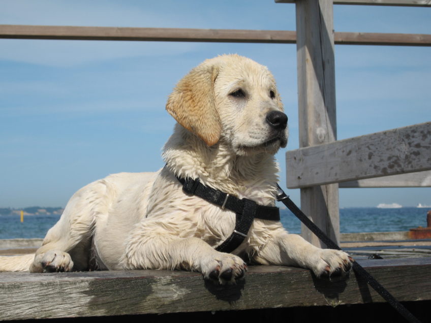 Dog waiting patiently