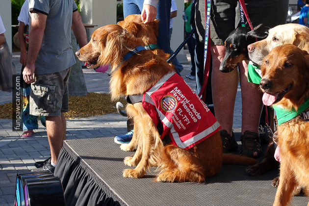 Service Dog Training Miami