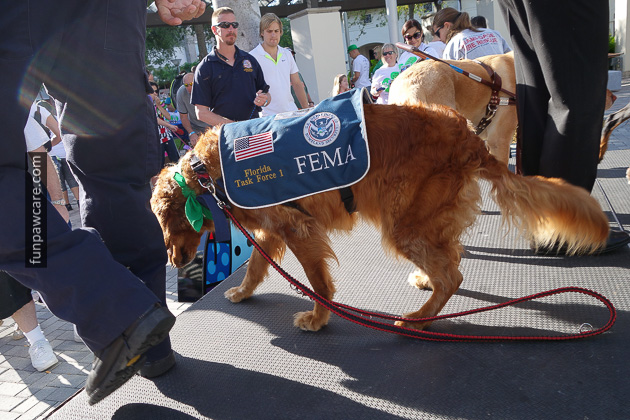 Service Dog Training Miami