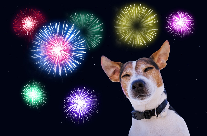 Scared Dogs and Fireworks