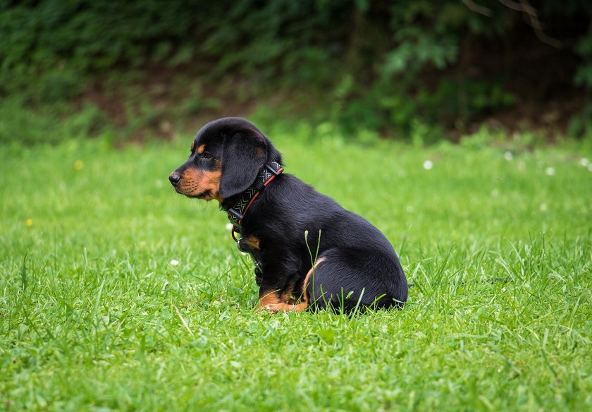 Adorable puppy training