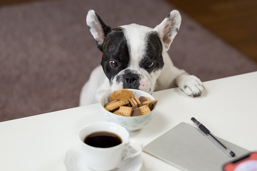 French Bulldog Puppy Counter Surfing