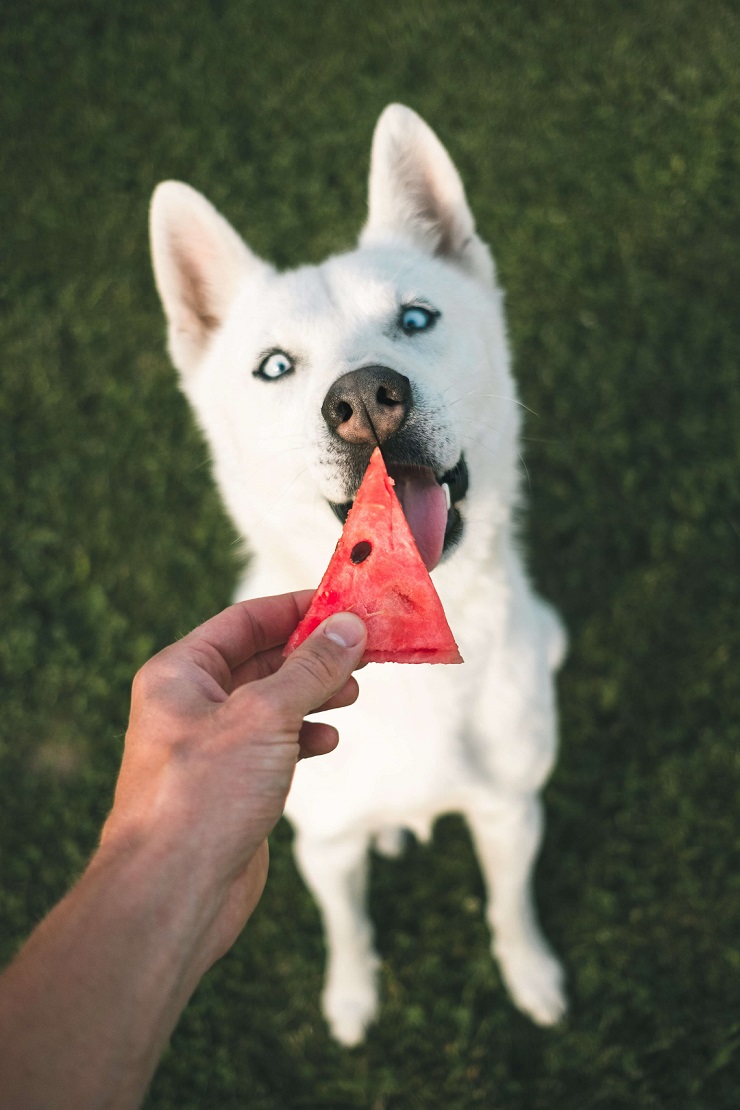 Husky about to eat watermelon
