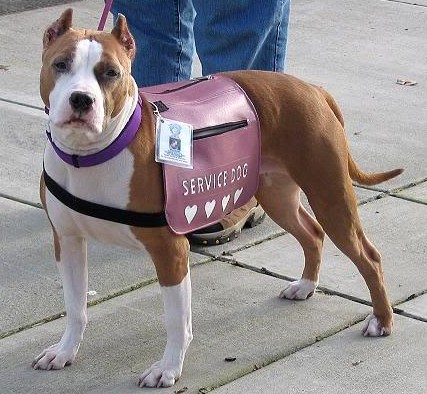 can a pitbull be a service dog in florida