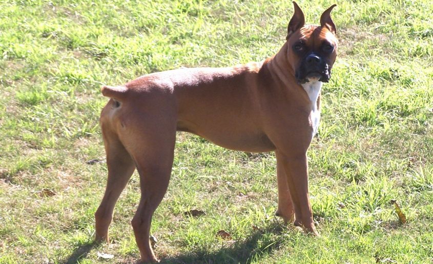 how old does a puppy have to be to dock his tail