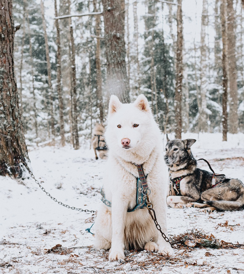 Iditarod Dog Sledding is Cruel (2)