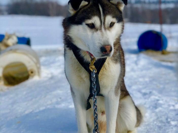 Iditarod Dog Sledding is Cruel (3)