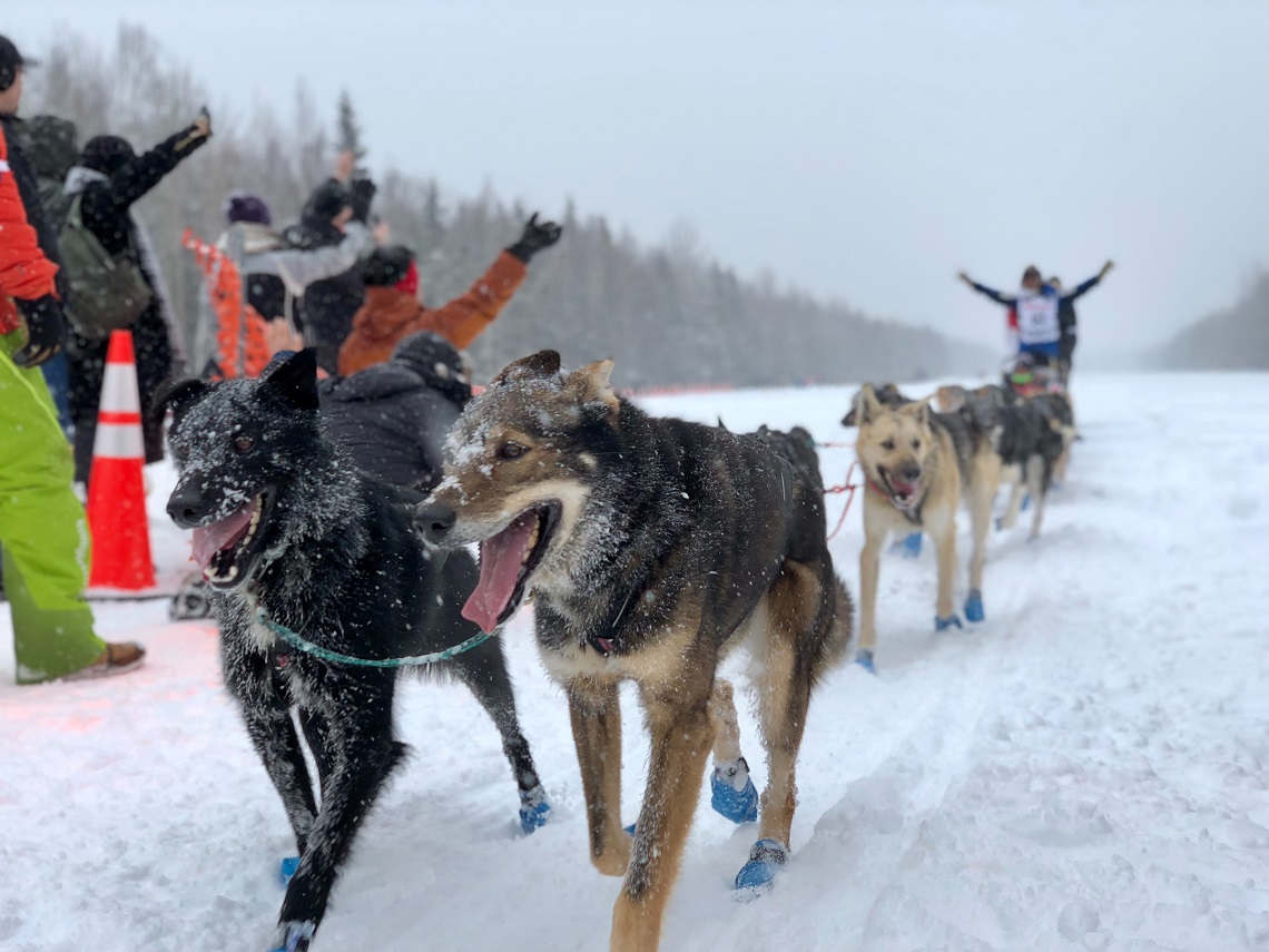 Iditarod Dog Sledding is Cruel (4)