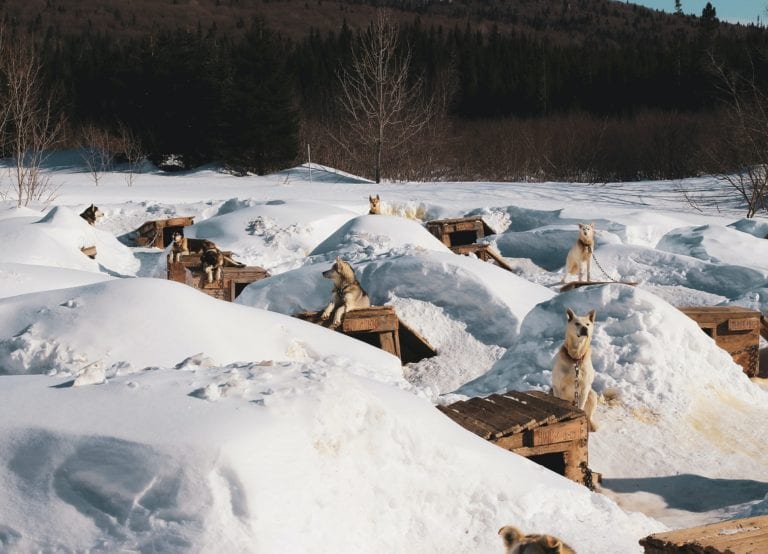 The Iditarod Dog Sled Race Kills Dogs In the Name of Tradition
