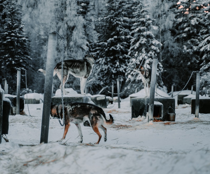 Iditarod Dog Sledding is Cruel (6)