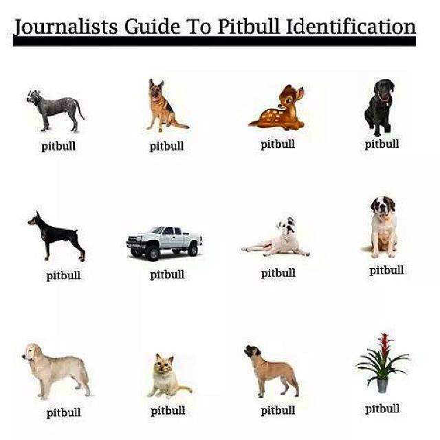 Pitbull discount service dog