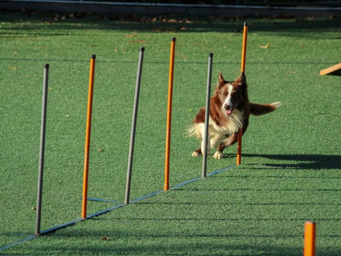 Dog obedience sport training