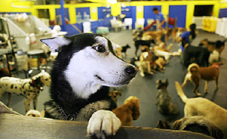Doggie Daycare Los Angeles CA