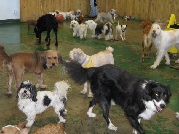 Miami Doggie Daycare