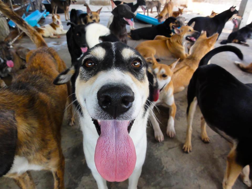 Overcrowded Doggie Daycare