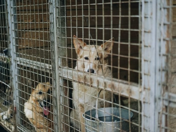 Puppy MIll Dogs Los Angeles