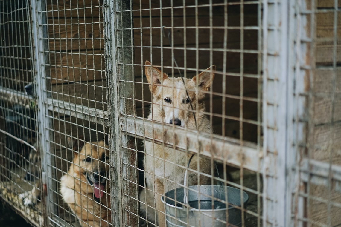 what are the effects of puppy mills