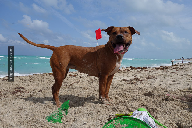 Picture Of Adorable Dog Training On The Beach - Fun Paw Care