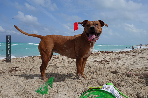 Picture Of Adorable Dog Training On The Beach - Fun Paw Care