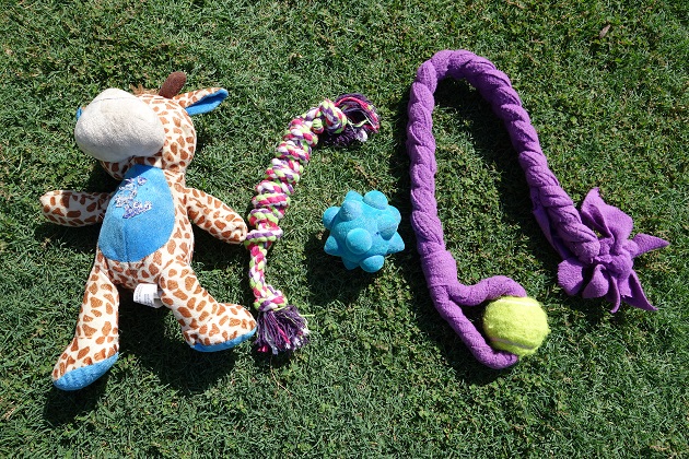 Plush Dog Toys and Tug Toys in dog park