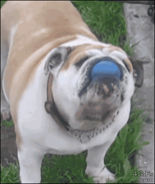 Fetch by yourself English Bulldog plays fetch