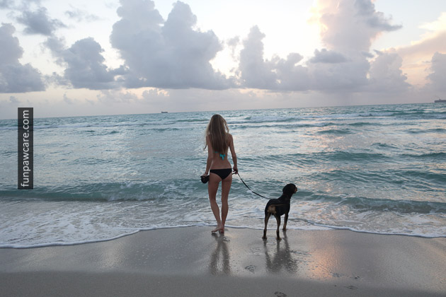 Dog Walking Miami Beach