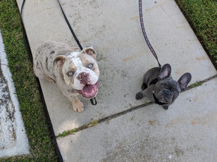 French Bulldog and English Bulldog