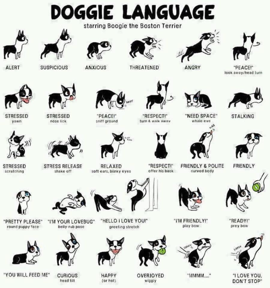 dog body language
