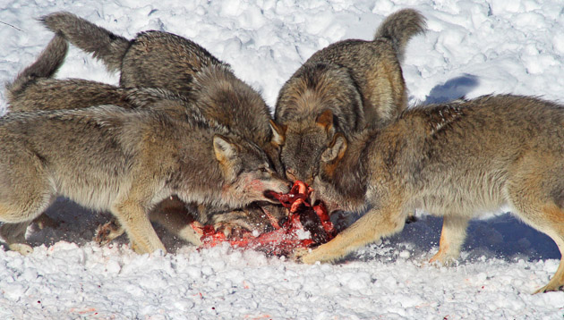 Wolf eating prey