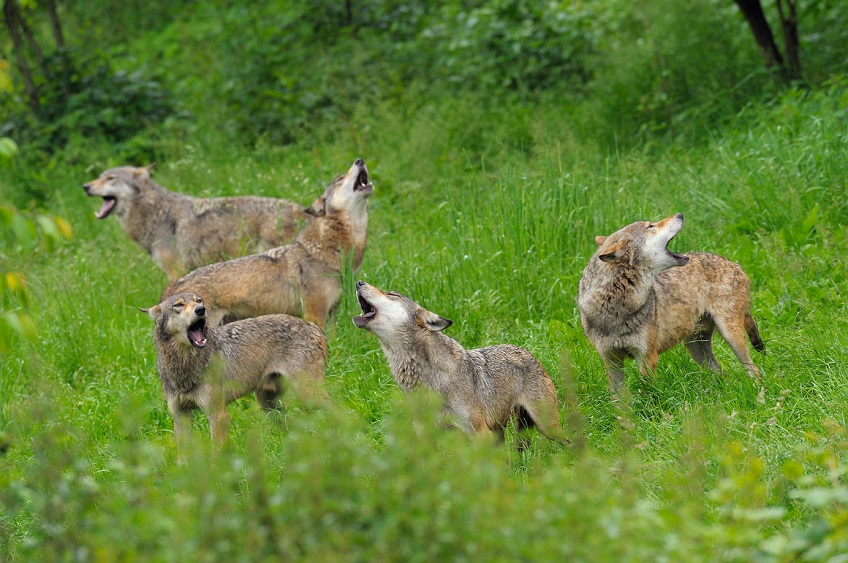 Wolf pack howling