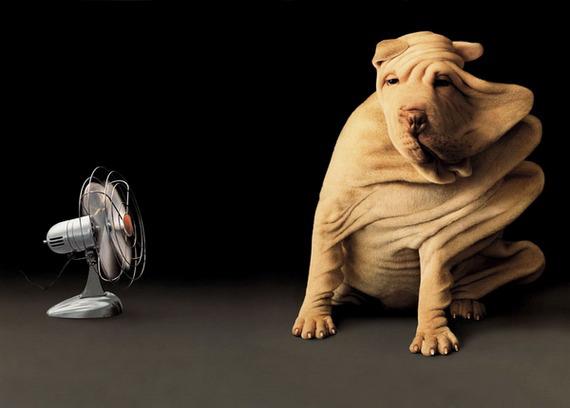 Shar-Pei Blown Away