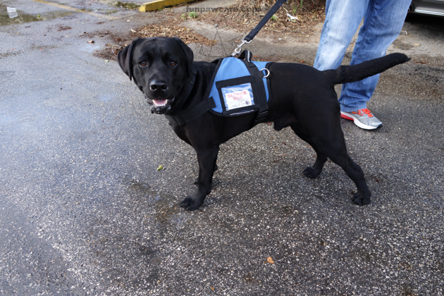 Black Lab Service Dog