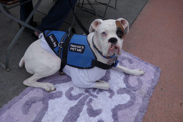 boxer service dog