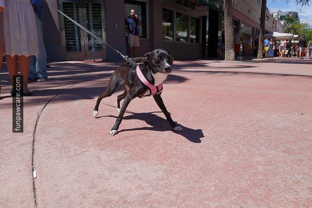 Miami Dog Training Black small dog pulling on leash